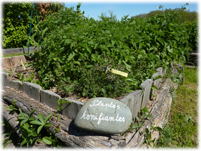 Plantes tonifiantes au jardin des simples : les Ateliers en Herbe