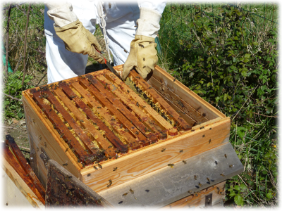 Recolte miel : les Ateliers en Herbe