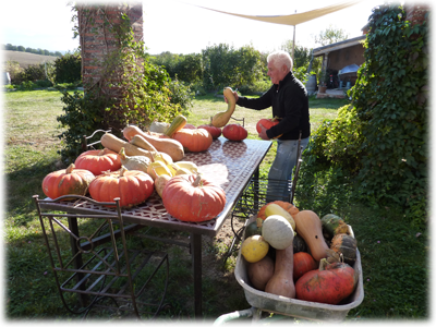 Récolte Courge et Cie au potager en Lasagne : Les Ateliers en Herbe