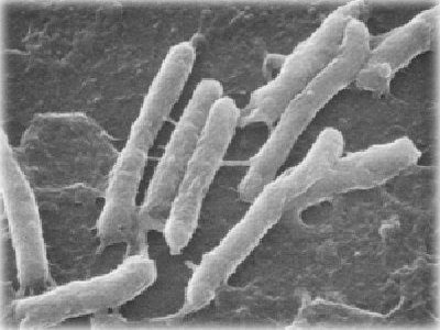 Des bactéries, vie microbienne : Les Ateliers en Herbe