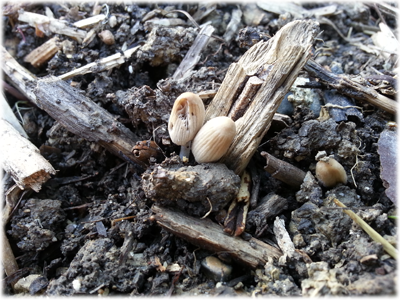 Les champignons dans la matière en décomposition : Les Ateliers en Herbe