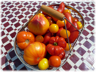 Production de tomates au Potager en Lasagne : Les Ateliers en Herbe
