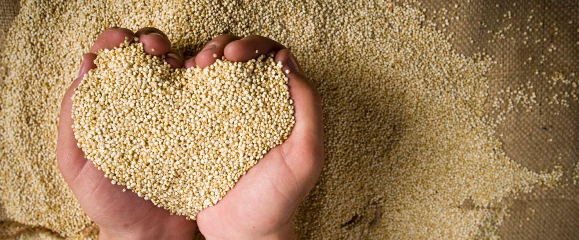 La petite graine qui fait tourner les têtes : Quinoa