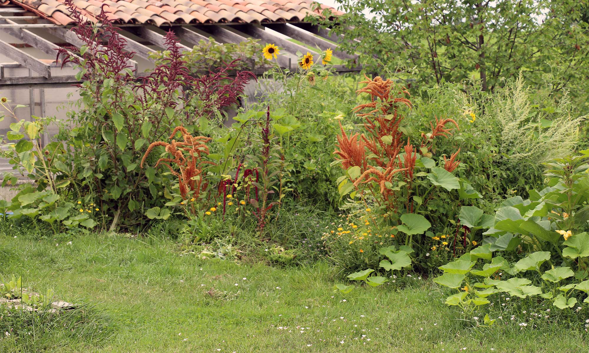 Vergé jardiné de l'Oasis ressource de Baugnac.